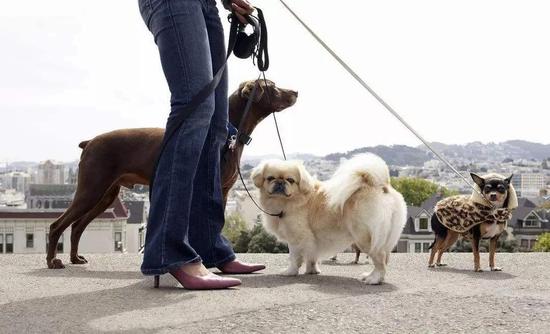 在家遛狗就能赚钱？这App的套路是真的“遛”