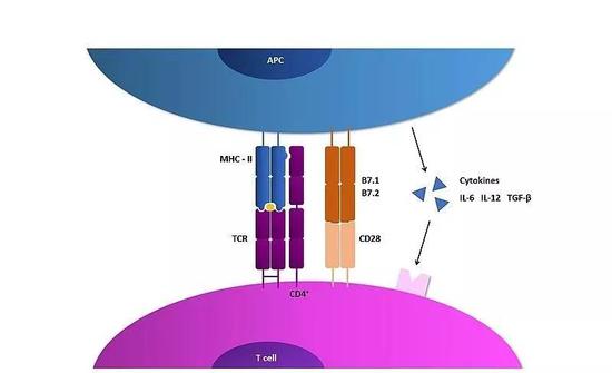 ▲現(xiàn)有的主流模型里，MHC與TCR會”頭對頭“結合（圖片來源：Cecilia Tejero García [CC BY-SA 4.0 （https：//creativecommons.org/licenses/by-sa/4.0）]）