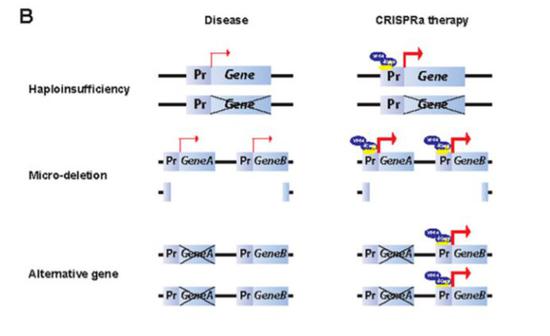 CRISPRa有望增强特定基因的表达（图片来源：参考资料[1]）