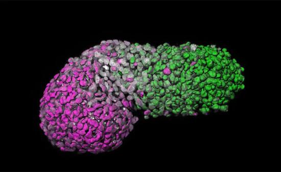 ▲出现“前后”之分的人类类原肠胚，绿色为后段，模拟胚胎尾端，紫色是前段，相当于发育中的心脏细胞，灰色标记DNA（图片来源：Naomi Moris）