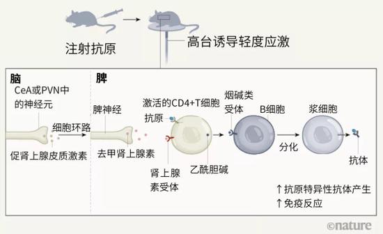 大脑控制抗体产生