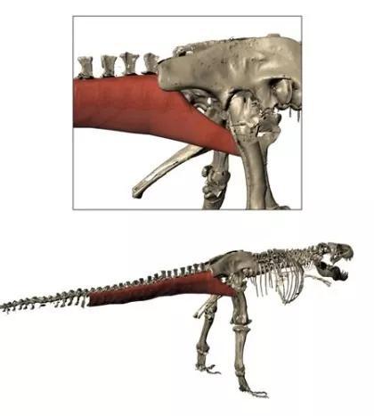 红色部分即为尾股肌。图源：Royal Veterinary College