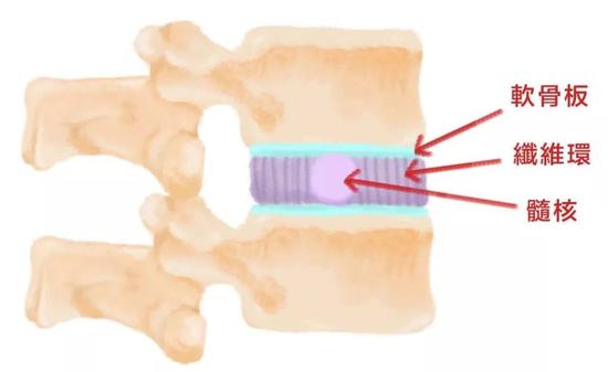椎间盘三大组成