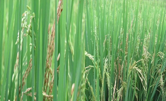 患上细菌性枯萎病的水稻。 图/wikipedia