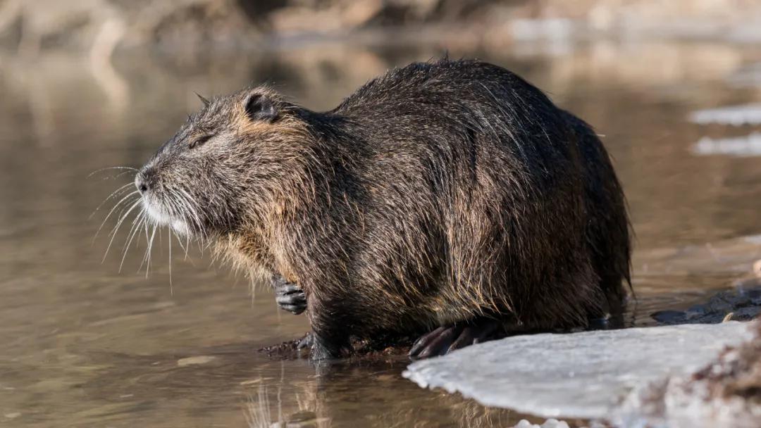 獭狸（Myocastor coypus）图片来源：wikimedia