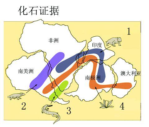 1.三叠纪陆生爬行类化石水龙兽；2.三叠纪约3米长的陆生爬行类化石；3.淡水爬行动物化石；4.在所有南大陆发现植物舌羊齿，证明这些大陆曾连在一起。（图片来源：网络）