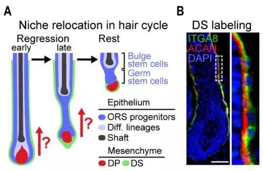 ▲真皮鞘（绿色显示）环绕在毛囊外围，这项研究想要弄清，它们在真皮乳头细胞（DP）向上靠近干细胞的过程中发挥着什么作用（图片来源：参考资料[1]）