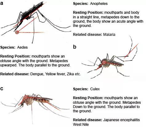 图片来源：https：//www.creative-diagnostics.com/Flavivirus.htm