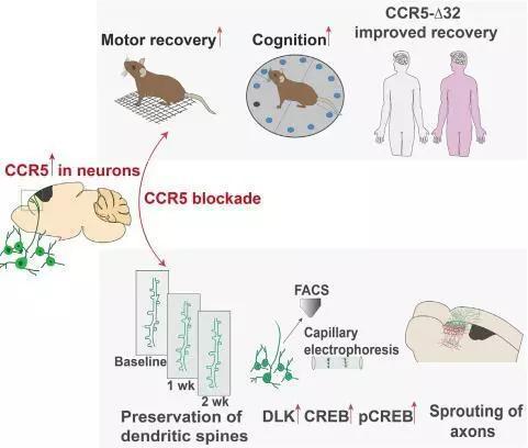  抑制CCR5，双亮氨酸拉链激酶DLK和环磷腺苷效应元件结合蛋白CREB表达上调，介导小鼠运动能力恢复