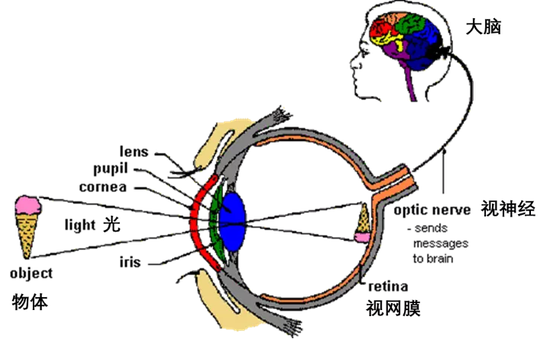 视觉的形成原理