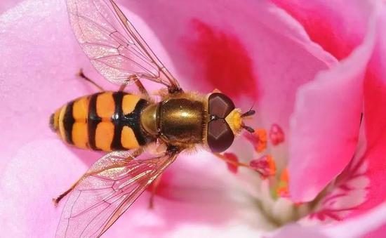 传粉蜜蜂遭遇危机，苍蝇的亲戚被“培训上岗”