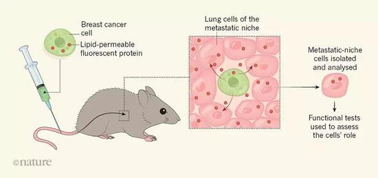  ▲一种特殊的荧光蛋白能让我们看到癌症如何发生转移（图片来源：参考资料[2]）