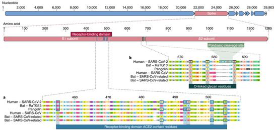  图1。 SARS-CoV-2的特殊结构示意图。（图源：参考文献1）