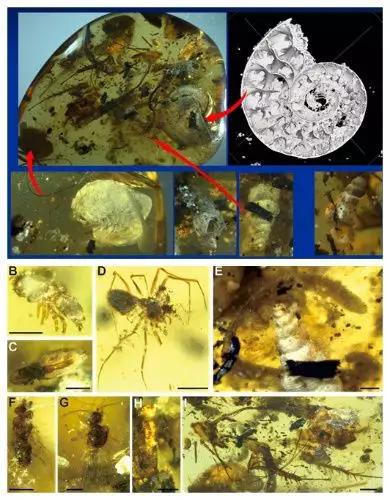 该枚琥珀内保存的多种生物