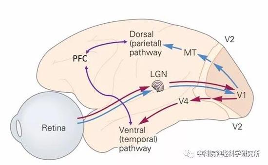 图4。视觉信息经视网膜（Retina），视神经，外侧膝状体（LGN）进入初级视觉皮层（V1，V2），这个信息传递过程是并行的，主要可分为腹侧通路（ventral pathway，红色实线）和背侧通路（dorsalpathway，蓝色实线）。腹侧通路主要处理和形状、颜色等相关的物体识别信息；而背侧通路主要处理和运动相关的信息。这些信息会汇合到更高级的额叶（PFC）、顶叶皮层（parietalarea）。这些区域的神经元会综合各种信息，结合你的注意力，指导你做出决定。（图片来源，改编自Eric R。 Kandal等人著&lt；Principlesof Neuroscience&gt；，5th ed）