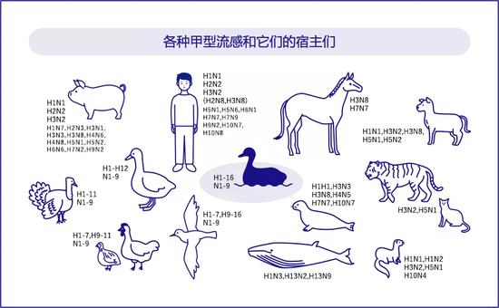 各种甲型流感和它们的宿主们。