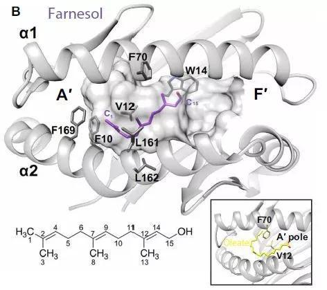  ▲法尼醇“嵌”在CD1a的抗原结合区域（图片来源：参考资料[1]）