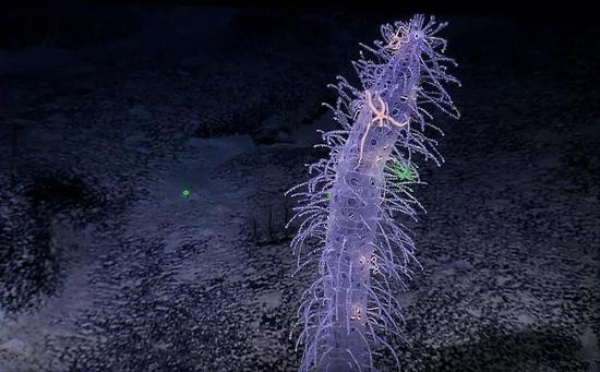 太平洋一座海底山上生活的幽灵般的海绵，这里已经被计划从事海底采矿的公司列为目标之一。