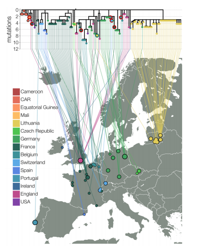 B.1.620在欧洲的分布和谱系图