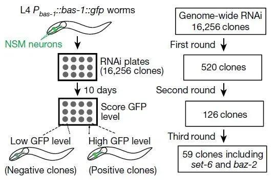 ▲通过全基因组RNA干扰筛选影响线虫衰老的基因（图片来源：参考资料[1]）