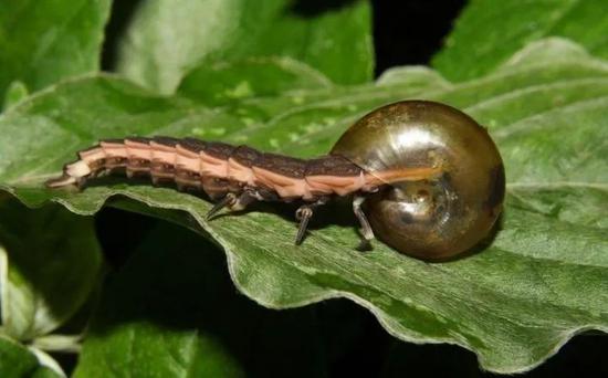 捕食蜗牛的萤火虫幼虫
