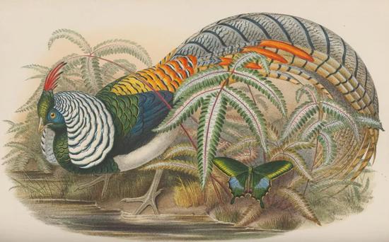 描绘白腹锦鸡的图画。图片：John Gould