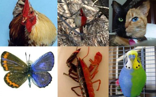 生物界的嵌合体现象 来源 | 网络