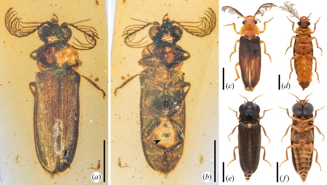 白垩光萤（Cretophengodes azari）及其现生近缘类群光萤科与雌光萤科