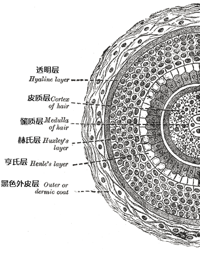 头发结构剖面图 | 图源：wikipedia