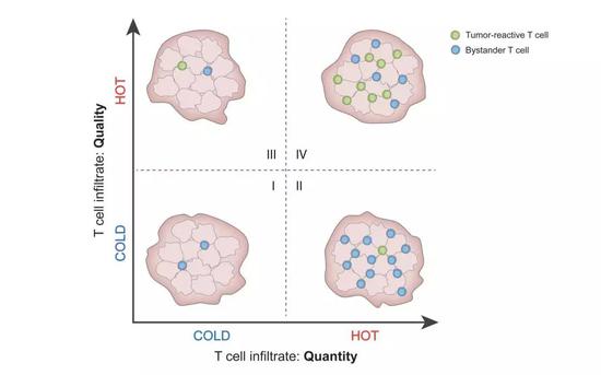 Schumacher等认为肿瘤的冷热应该这样划分