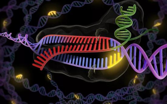 研究人员使用的正是有“基因魔剪”之称的CRISPR/Cas9