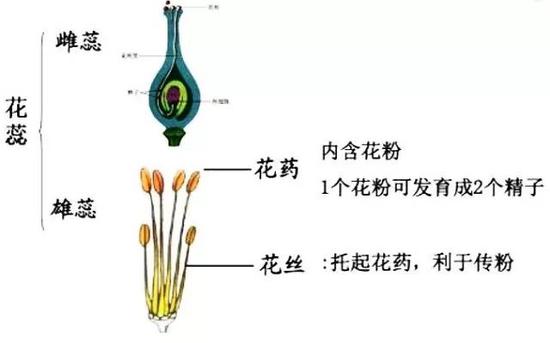 图2 被子植物花蕊结构（图片来源：https：//www.51wendang.com/）