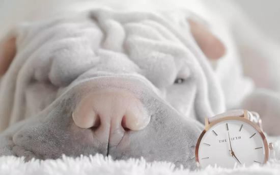 就算天生短睡，也不能完全不睡嘛（图片来源：Pixabay）