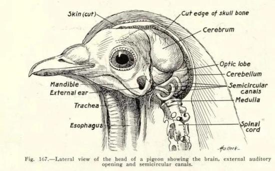 鸽子头部的侧面透视图。鸡的头骨和大脑形状与此相似，脑干和小脑位置较后。图片来源：Experimental Pharmacology (1917)