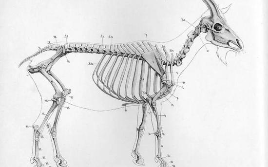 羊的骨骼示意图 脊髓就位于脊柱中间 来源丨网络