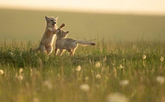 新浪科技综合|微单相机专用 适马正式发布150-600mm F5-6.3 DG DN OS
