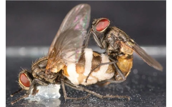 雄蝇与感染真菌而死的雌蝇尸体交配（图片来源：原论文）