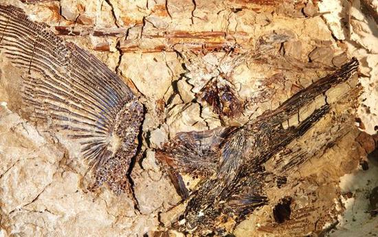 △DePalma宣称在Tanis发现了大量保存完好的新物种化石。他在堪萨斯大学的博士论文导师David Burnham表示，Tanis挖掘点够专家们忙上50年的了（来源：《纽约客》）