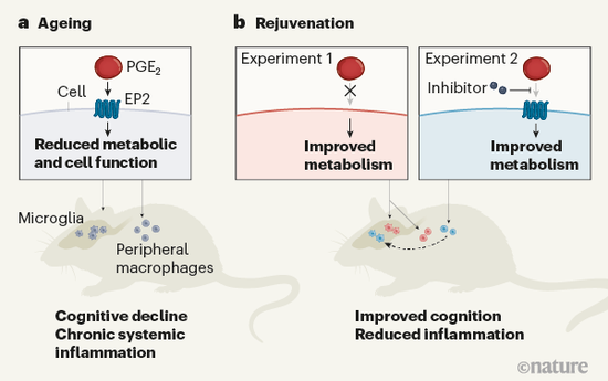 本研究示意图：抑制老化巨噬细胞的PGE2-EP2信号通路，改善能量代谢，减少炎症并恢复了小鼠的认知能力