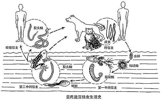 愚昧是如何帮助寄生虫打入人类内部的？