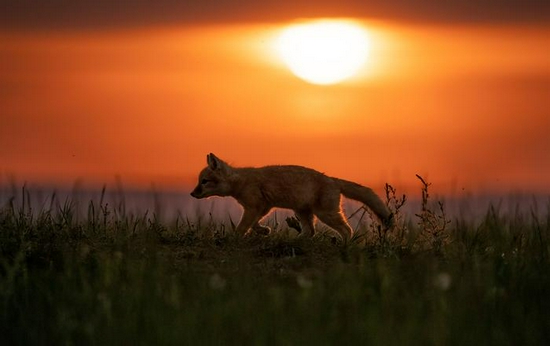 新浪科技综合|微单相机专用 适马正式发布150-600mm F5-6.3 DG DN OS