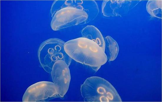 科学家发现不仅仅是灯塔水母在受刺激后回到生命轮回中的早期，图中的海月水母同样可以。（来源：oceana）