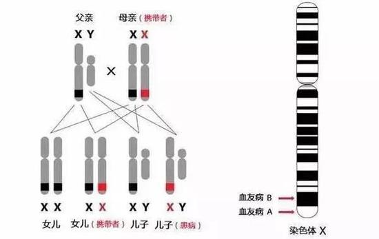 图5血友病X染色体连锁遗传图（图片来自网络）