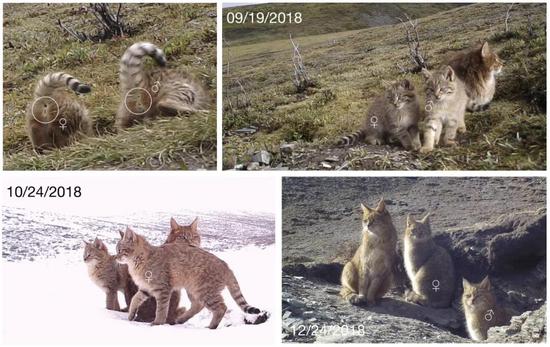 「新浪科技综合」不在荒漠的荒漠猫新浪科技综合2020-08-04 10:02:480阅