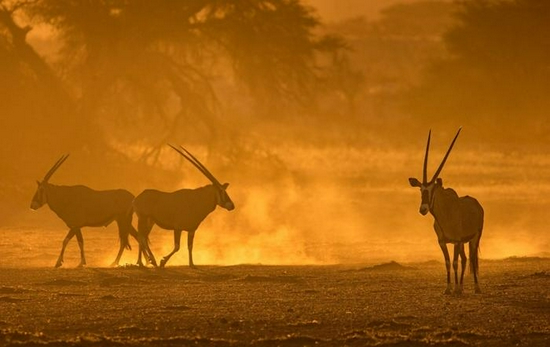 新浪科技综合|微单相机专用 适马正式发布150-600mm F5-6.3 DG DN OS