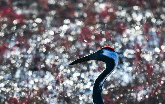 最强即目标 尼康微单旗舰Z 9评测