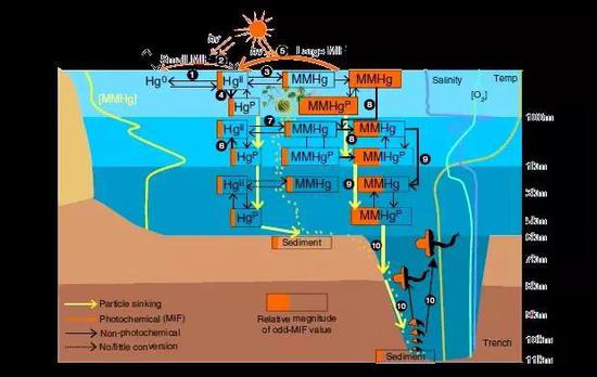 海洋系统汞循环示意图。数字表示不同过程：1-生物还原；2-光还原；3-生物甲基化；4-吸附；5-光降解；6-解吸附；7-生物甲基化；8-颗粒物下沉；9-垂直混合；10-累积与传递