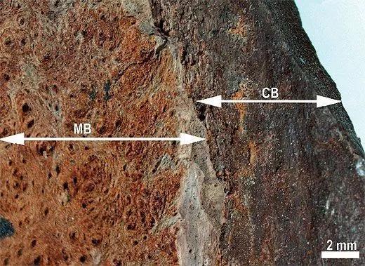 Schweitzer发现的暴龙髓质骨（MB），可能代表这只暴龙怀孕过。图片来源： [4]