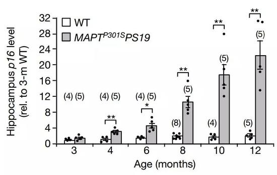 PS19小鼠海马中的P16水平比野生型高