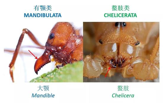 现今节肢动物主要分为有颚类和螯肢类(图片来源:南京古生物所制作)
